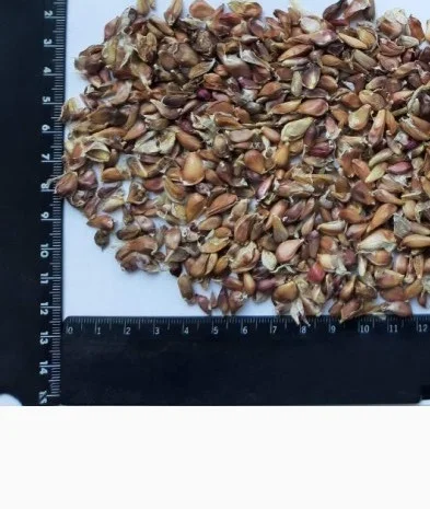 Воздушка чеснока сорта Любаша на продажу- фото № 1