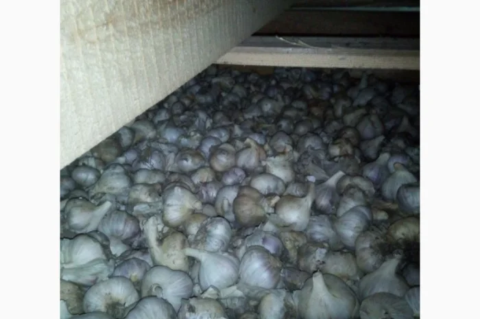 Часник сорт Дюшес 2025 року- фото № 1