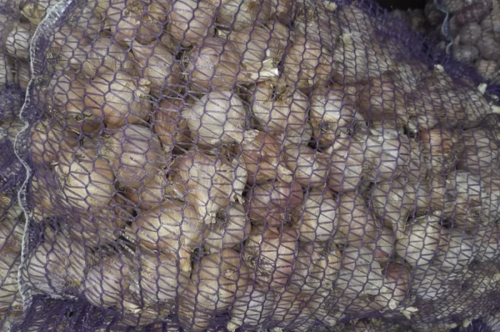 Часник сорт Дюшес 2025 року- фото № 2