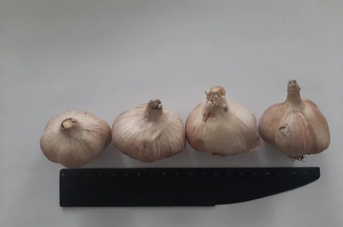 Часник сорт Дюшес 2025 року- фото № 3