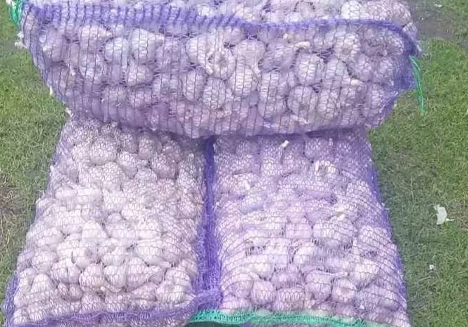 Покупка товарного часника- фото № 1