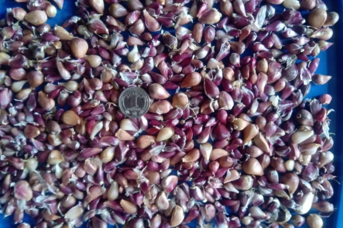 Продаж насіння чоснику Любаша- фото № 2