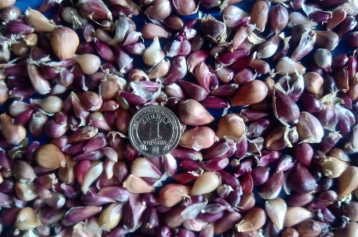 Продаж насіння чоснику Любаша- фото № 1