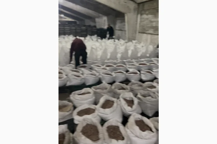 Воздушка чеснока однозубка в продаже- фото № 1