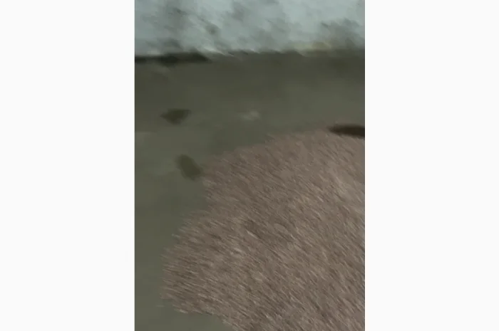 Воздушка чеснока однозубка в продаже- фото № 2