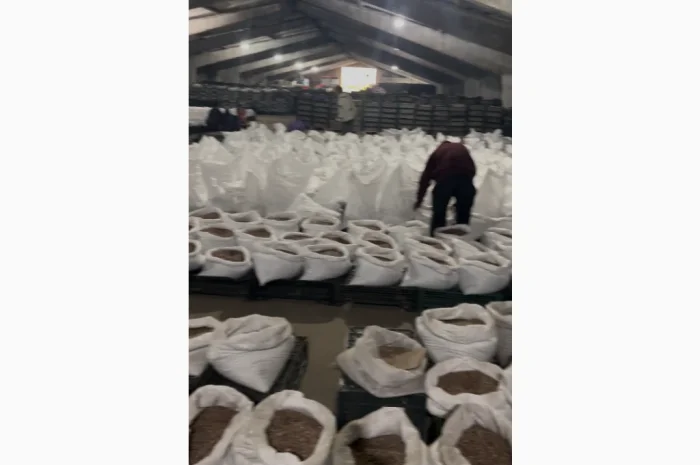 Продаж повітряної бульби часнику об'ємом 6 тонн- фото № 1