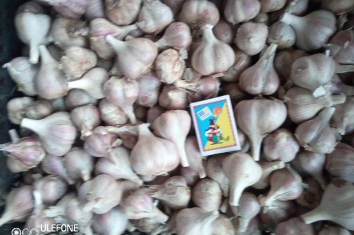 Озимий часник на продаж- фото № 1