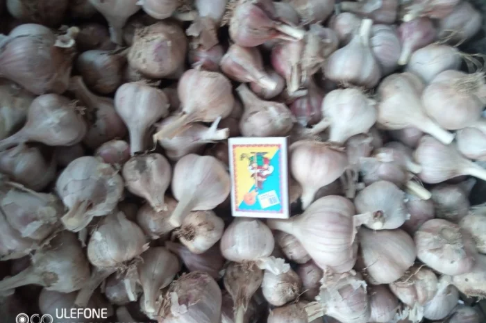 Озимий часник на продаж- фото № 2