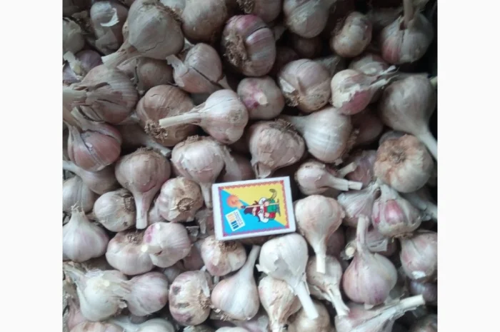 Озимий часник на продаж- фото № 3