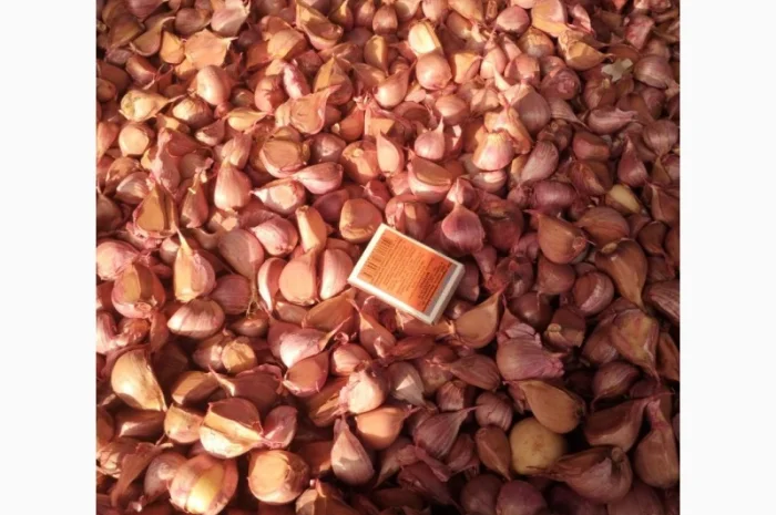 Продаж насіння часнику сорту Любаша- фото № 1