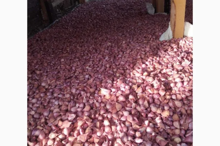 Продаж насіння часнику сорту Любаша- фото № 2