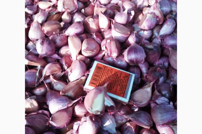 Продаж насіння часнику сорту Любаша- фото № 3