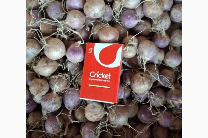 Продаж часнику сорту Любаша- фото № 5