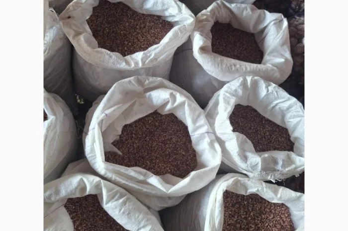 Продаж часнику сорту Любаша- фото № 3