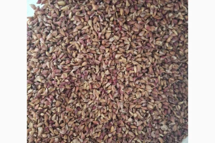 Продаж часнику сорту Любаша- фото № 4