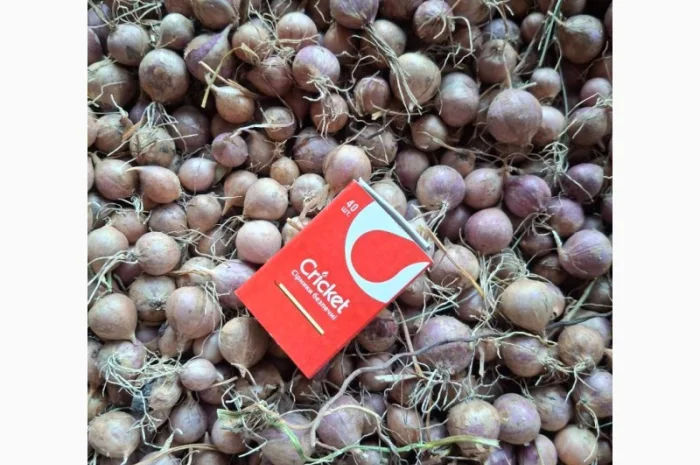 Продаж часнику сорту Любаша- фото № 7