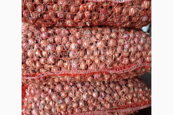 Продаж часнику сорту Любаша- фото № 9