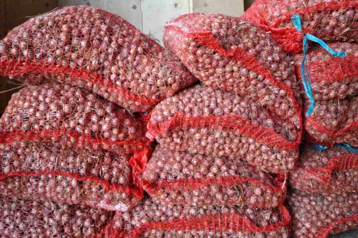 Продаж часнику сорту Любаша- фото № 10