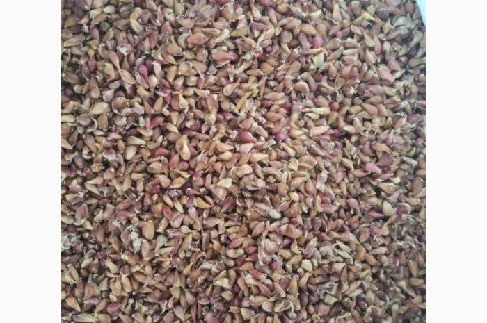 Продаж часнику сорту Любаша- фото № 1