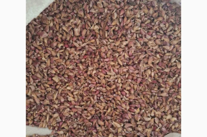 Продаж часнику сорту Любаша- фото № 2