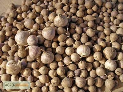 Продажа семян озимого чеснока сорта Дюшес- фото № 2