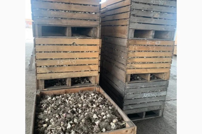 Продажа чеснока- фото № 2