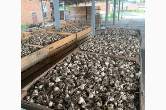 Продажа чеснока- фото № 1