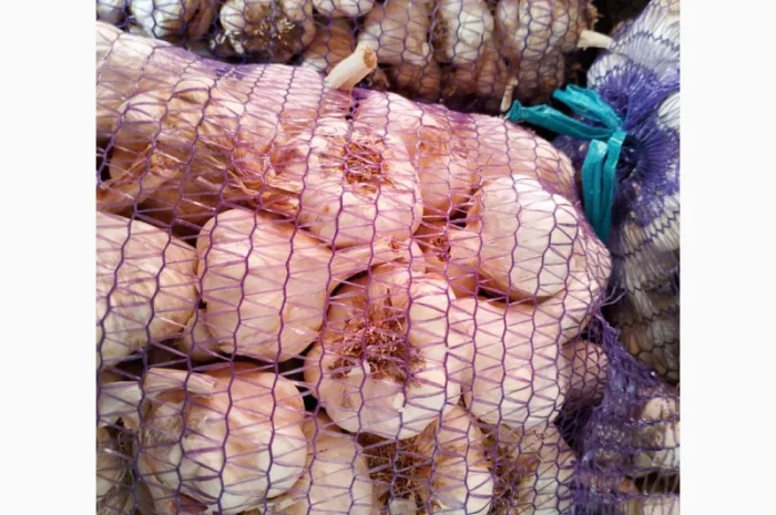 Продажа посадочного чеснока различных сортов- фото № 7