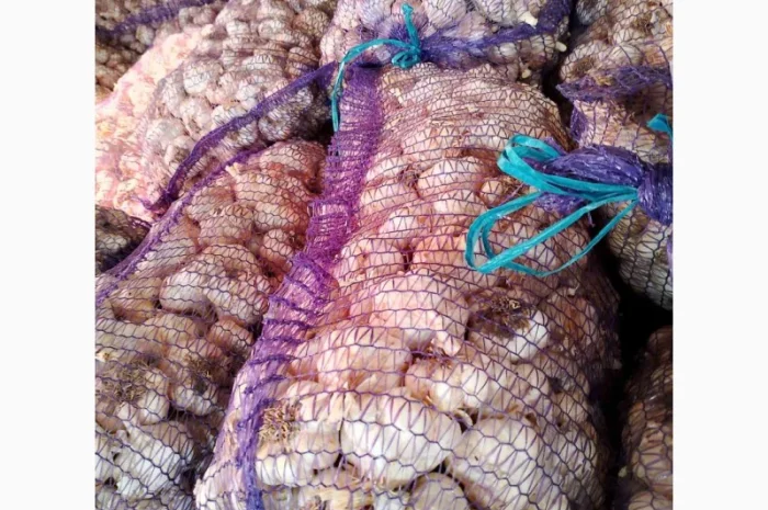 Продажа посадочного чеснока различных сортов- фото № 8