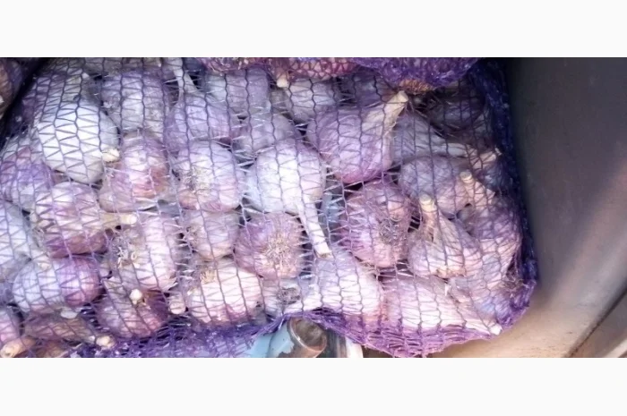 Продажа посадочного чеснока различных сортов- фото № 1