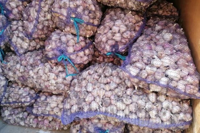 Продажа посадочного чеснока различных сортов- фото № 2