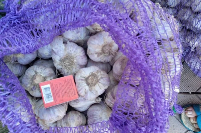 Продажа посадочного чеснока различных сортов- фото № 3
