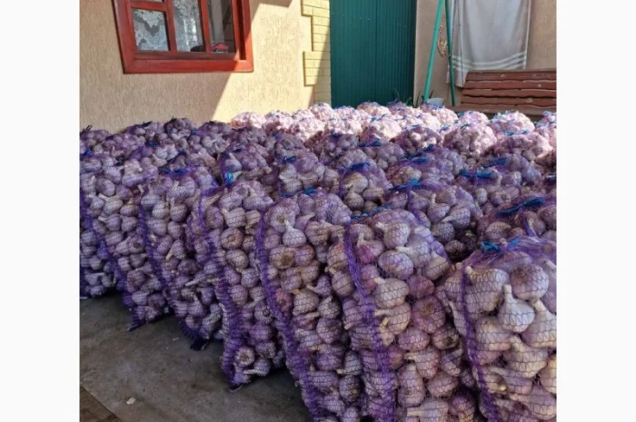 Продажа посадочного чеснока различных сортов- фото № 4