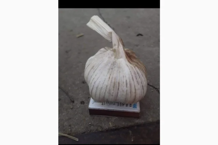 Продажа посадочного чеснока различных сортов- фото № 6