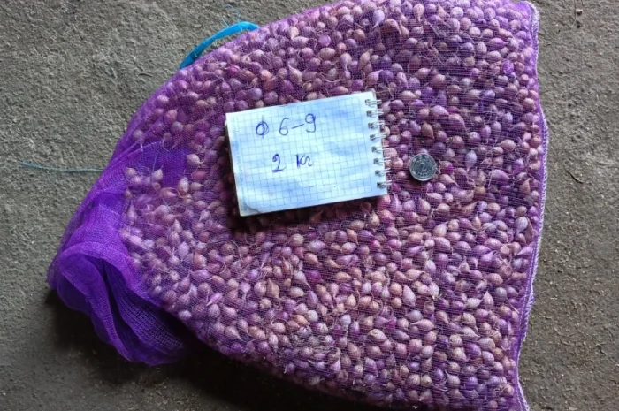 Продажа ОДНОЗУБКИ часника сорта Любаша- фото № 1