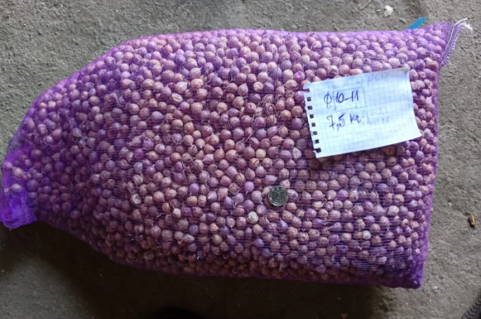 Продажа ОДНОЗУБКИ часника сорта Любаша- фото № 2