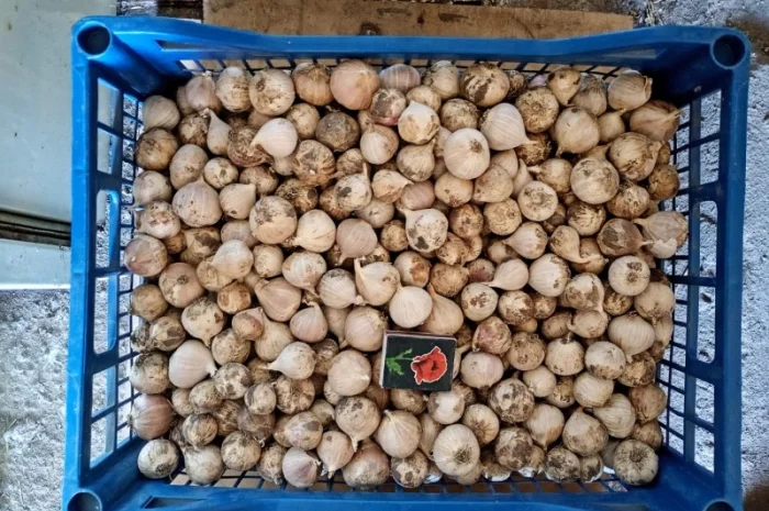 Продажа ОДНОЗУБКИ часника сорта Любаша- фото № 5