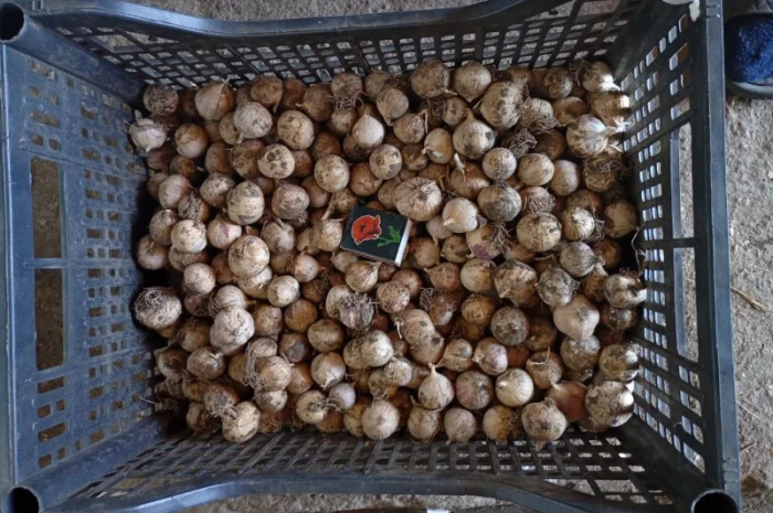 Продажа ОДНОЗУБКИ часника сорта Любаша- фото № 6