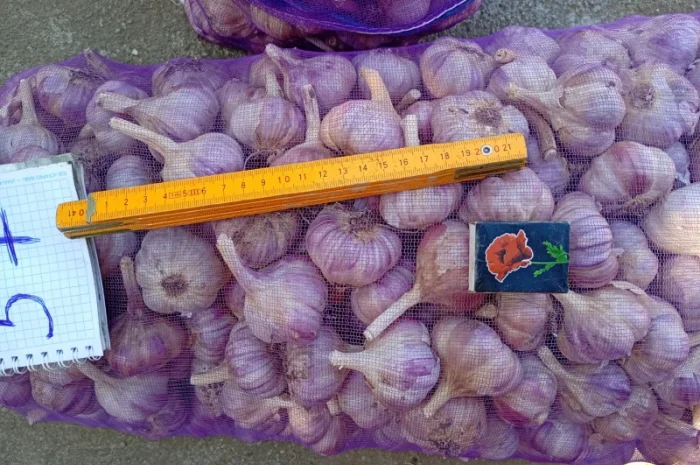 Продаж часнику сорту Любаша 1 репродукція- фото № 4