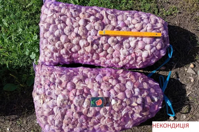 Продаж часнику сорту Любаша 1 репродукція- фото № 5