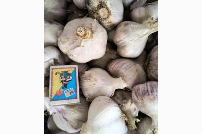 Продам свіжий озимий часник сорту Любаша- фото № 1