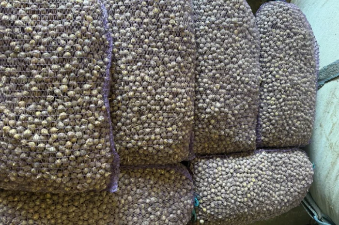 Покупка часника однозубки- фото № 1