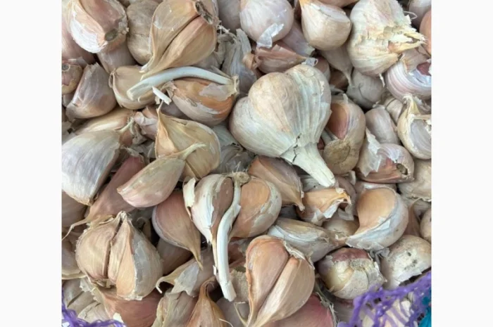 Часник на переробку, 500 кг в наявності- фото № 1