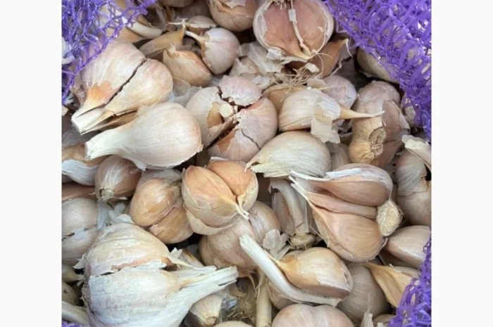 Часник на переробку, 500 кг в наявності- фото № 2