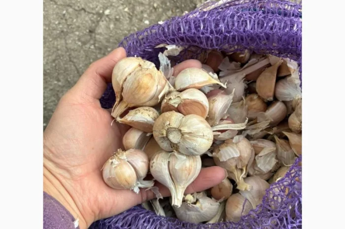 Часник на переробку, 500 кг в наявності- фото № 3