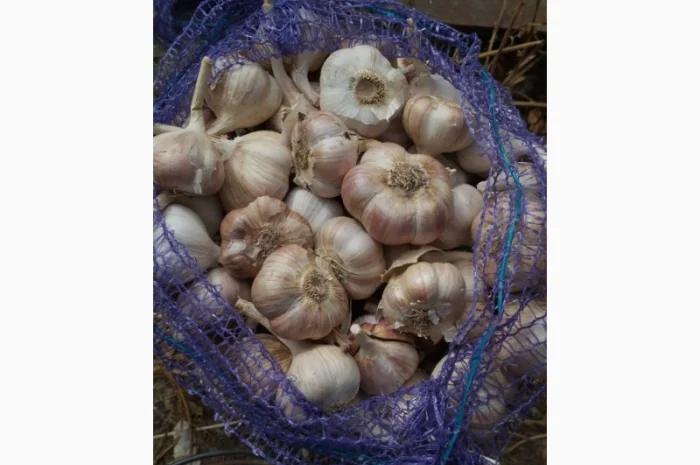 Продажа озимого чеснока урожая 2025 года- фото № 1