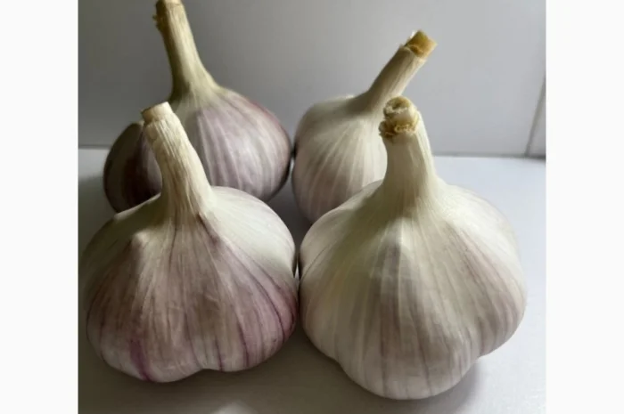 Чеснок сорт Любаша 4+ 5+ 6 на продажу- фото № 1