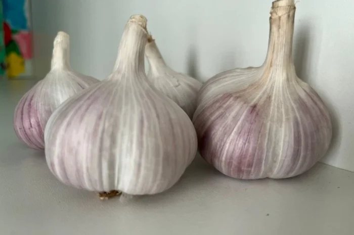 Чеснок сорт Любаша 4+ 5+ 6 на продажу- фото № 2