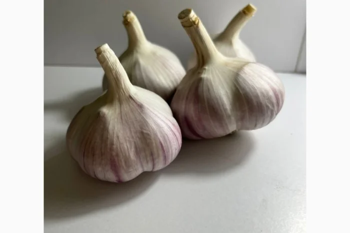 Чеснок сорт Любаша 4+ 5+ 6 на продажу- фото № 3