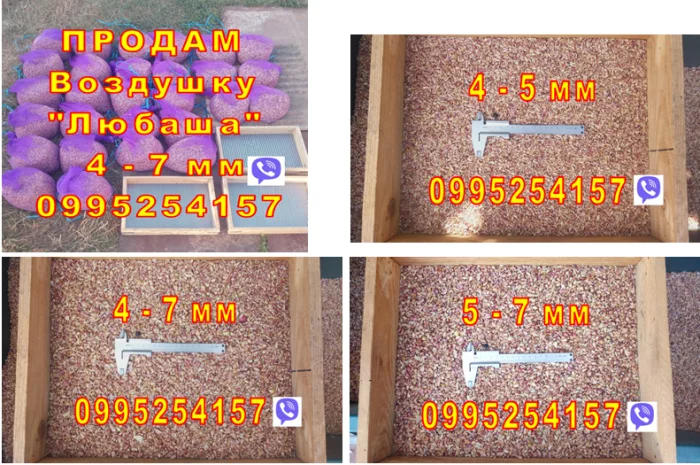 Продажа Воздушка Любаша Чеснок- фото № 1